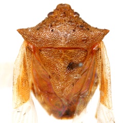 Odmalea schaefferi