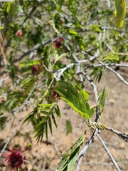 Calliandra haematocephala
