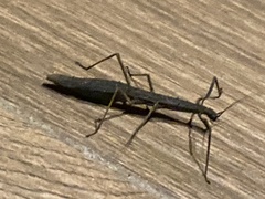 Libethra