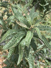 Ozoroa sphaerocarpa