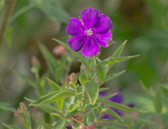 Pleroma semidecandrum