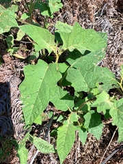 Solanum sulphureum
