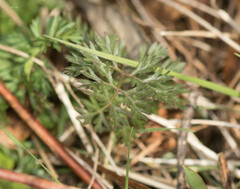 Chaerophyllum procumbens