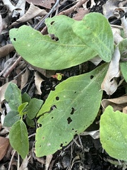 Pluchea carolinensis