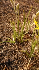 Hypoxis argentea