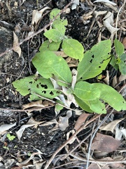 Pluchea carolinensis