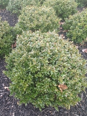Buxus sempervirens