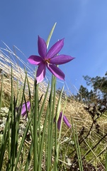 Olsynium douglasii