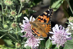 Vanessa cardui