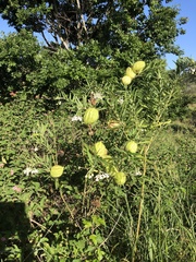 Gomphocarpus physocarpus