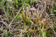 Carex humilis