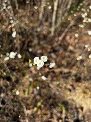 Spiraea prunifolia