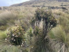 Baccharis tricuneata