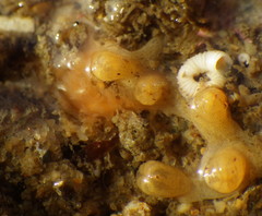 Tritonicula myrakeenae