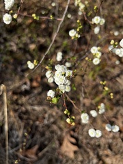 Spiraea prunifolia