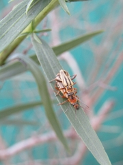 Chauliognathus scriptus