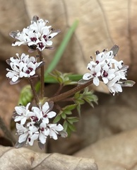 Erigenia bulbosa