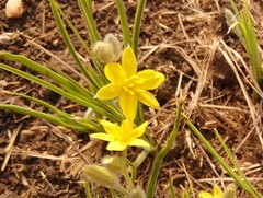 Hypoxis argentea