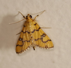 Glycythyma leonina