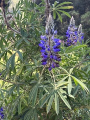 Lupinus montanus