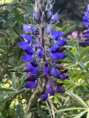 Lupinus montanus
