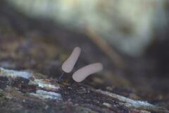 Stemonitopsis hyperopta