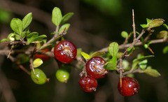 Coprosma quadrifida