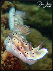 Hypselodoris tryoni