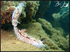 Hypselodoris tryoni