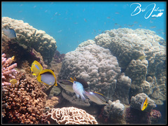 Chaetodon melannotus