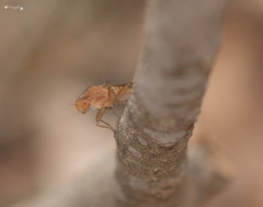 Suillia quinquepunctata