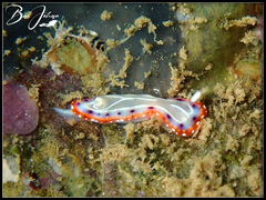 Goniobranchus setoensis