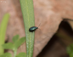 Gastrophysa cyanea