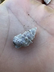 Cerithium litteratum