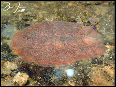 Acotylea