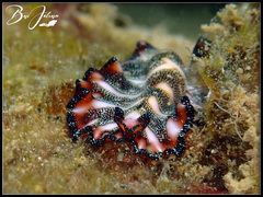 Pseudoceros agattiensis