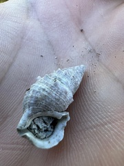 Cerithium litteratum