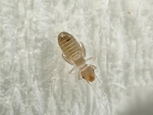 Domestic Booklice photo 4