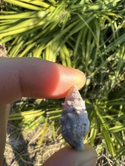 Cerithium litteratum