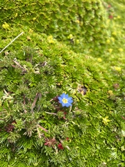 Gentiana sedifolia