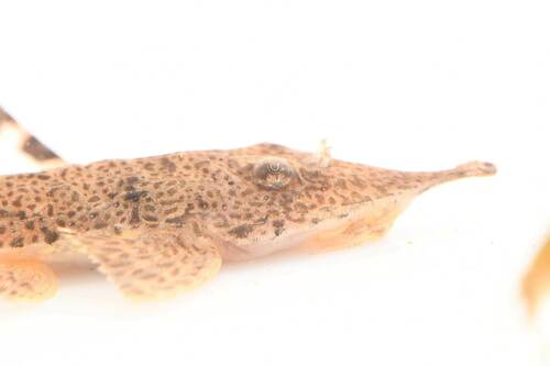 Knobnose whiptail catfish (Hemiodontichthys acipenserinus) — Loricariidae — 4