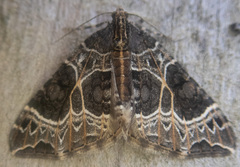 Ecliptopera silaceata