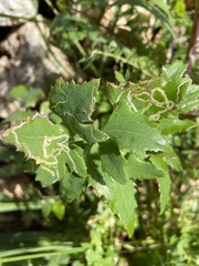 Phytomyza syngenesiae