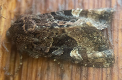 Euplexia benesimilis