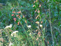 Penstemon barbatus