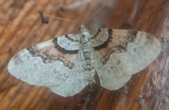 Xanthorhoe labradorensis