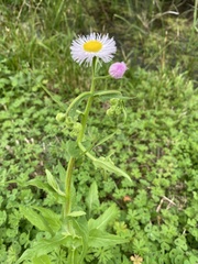 Erigeron philadelphicus