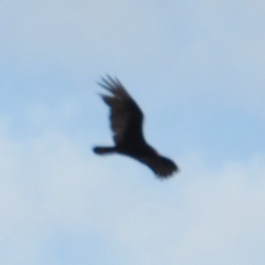 Cathartes aura septentrionalis