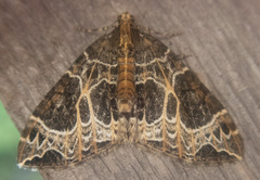 Ecliptopera silaceata