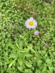 Erigeron philadelphicus